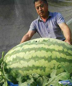 网络大瓜,揭秘娱乐圈幕后真相，带你走进明星隐私世界