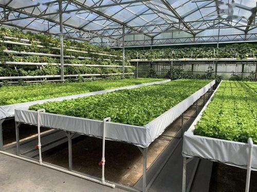 娱乐圈吃瓜代号蜜蜂是谁 每日必吃,娱乐圈吃瓜达人“每日必吃”背后的故事