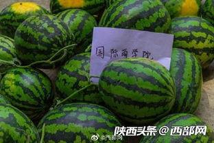 今日吃瓜,揭秘娱乐圈最新热点事件